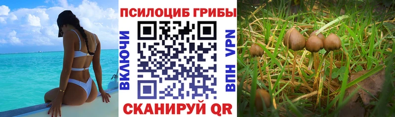 Псилоцибиновые грибы Psilocybine cubensis  маркетплейс клад  Сибай 